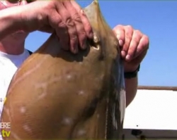 bissclips.tv - Angeln auf Jersey bissclips.tv - Angeln auf Jersey